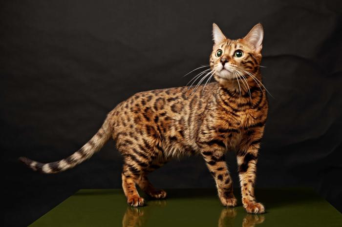 Что означает выражение «Pulo do gato»